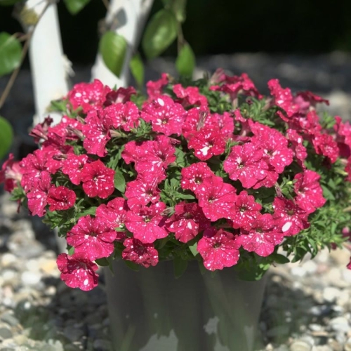 SURFINIA PETUNIA Cherry Sky p9