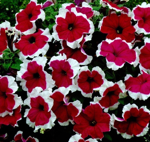 Surfinia Petunia Red Picote p9