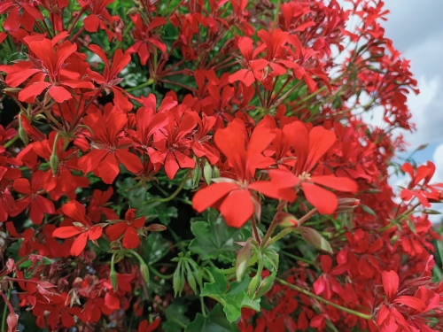 Pelargonia bluszczolistna - zwisająca Czerwona P7