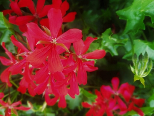 Pelargonia bluszczolistna - zwisająca Czerwona P9