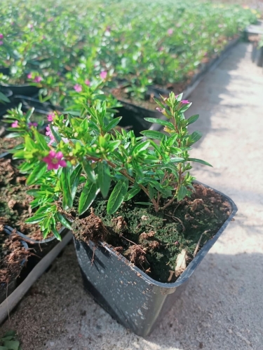 Kufea, Cuphea hyssopifolia Purple sadzonka p9