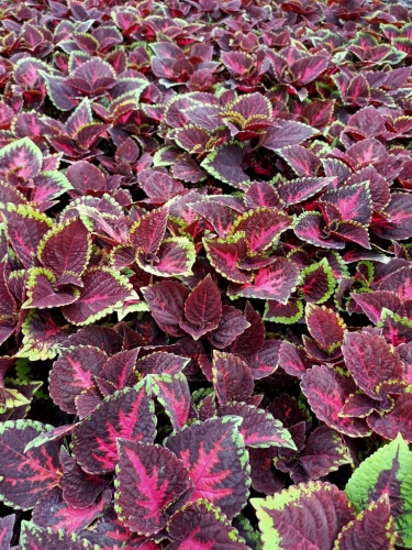 KOLEUS, COLEUS - ZIELONO-BORDOWY p9