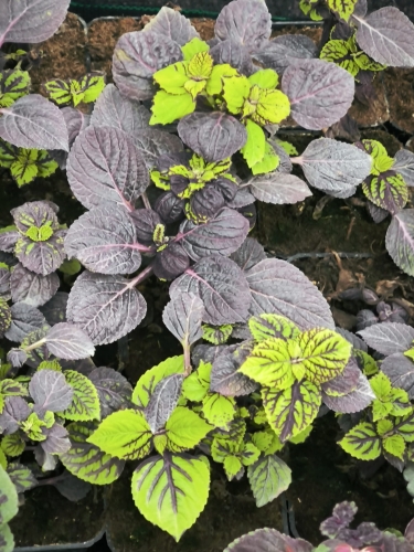 KOLEUS, COLEUS CZARNO - ZIELONY P9