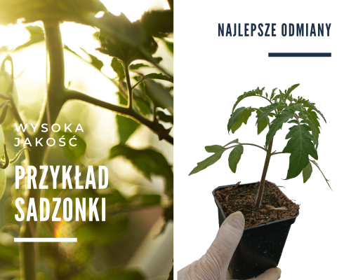 Pomidor ROSAMUNDA F1 malinowy