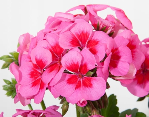 Pelargonia Rabatowa Smokey Eye Pink p9