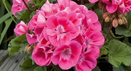 Pelargonia Rabatowa LADY RAMONA P9