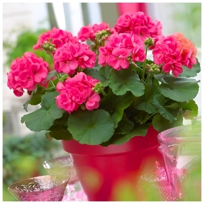 Pelargonia Rabatowa Tumbao Extra Pink p9