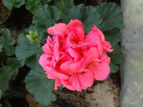 Pelargonia Rabatowa NIGHTDANCER SALMON P9