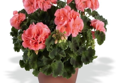 Pelargonia Rabatowa NIGHTDANCER SALMON P9