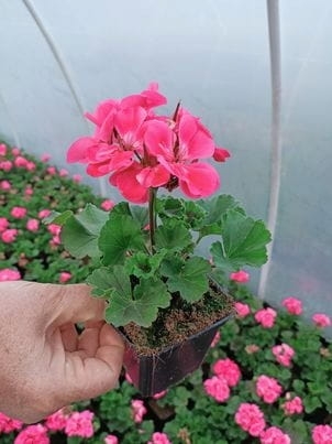 Pelargonia Rabatowa RÓŻ VINETA P9