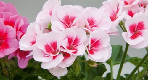 Pelargonia Rabatowa Smokey Eye White P9
