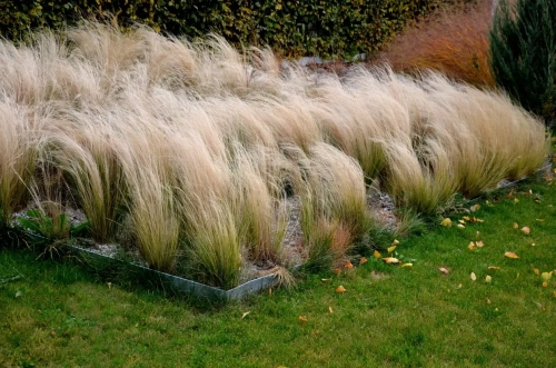 Stipa tenuissima 'Pony Tails'