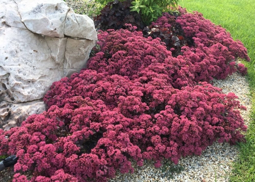 Rozchodnik Dazzleberry SunSparkler