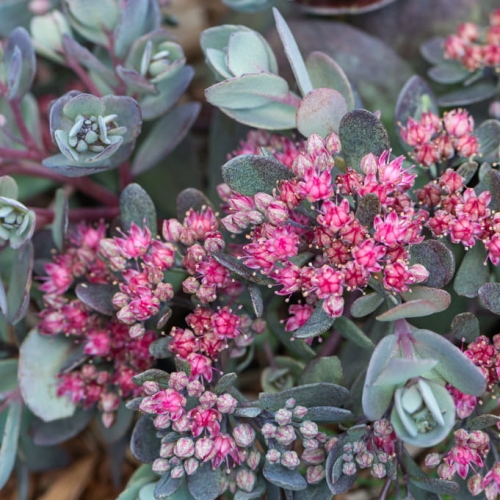 Rozchodnik Dazzleberry SunSparkler