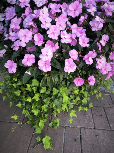 bluszcz doniczkowy do kompozycji