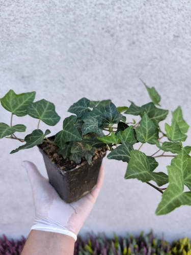 bluszcz doniczkowy do kompozycji