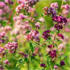 Oregano - lebiodka pospolita