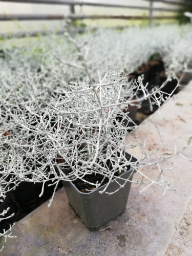 Kalocefalus  Calocephalus  siwe gałązki