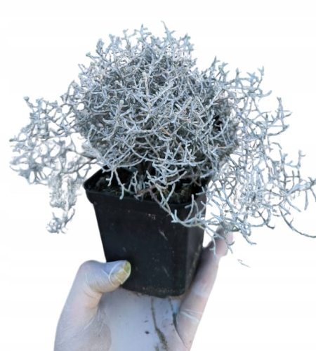 Kalocefalus  Calocephalus  siwe gałązki