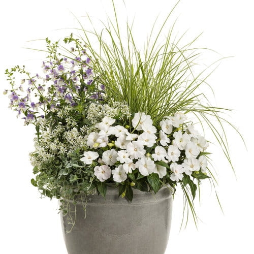 Niecierpek Sunpatiens Vigorous Clear White