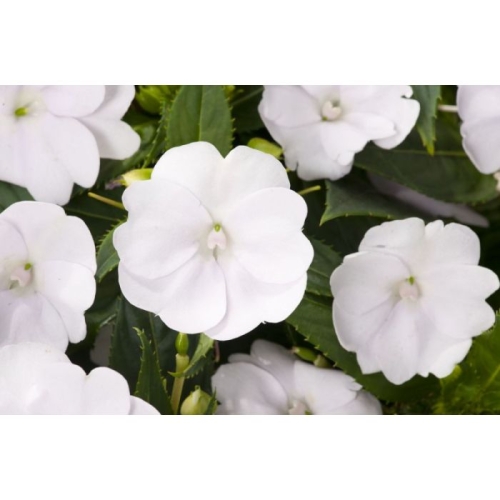 Niecierpek Sunpatiens Vigorous Clear White