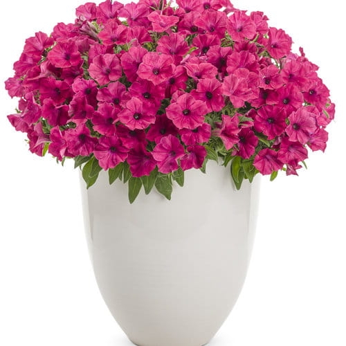 Supertunia Vista Fuchsia P9