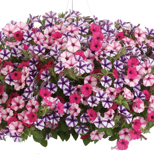Supertunia Vista Fuchsia P9
