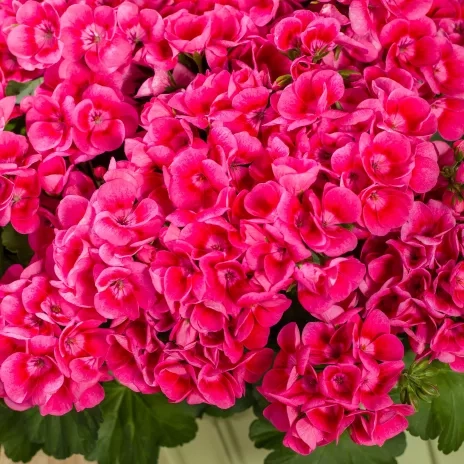 Pelargonia Pretty Little Pink Splash P9