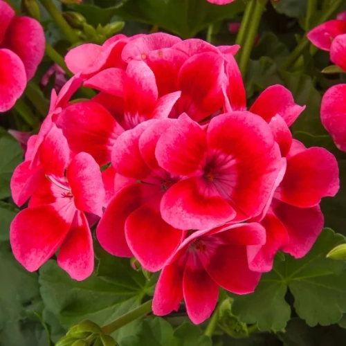 Pelargonia Pretty Little Pink Splash P9