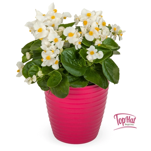Begonia semperflorens Super Cool WHITE