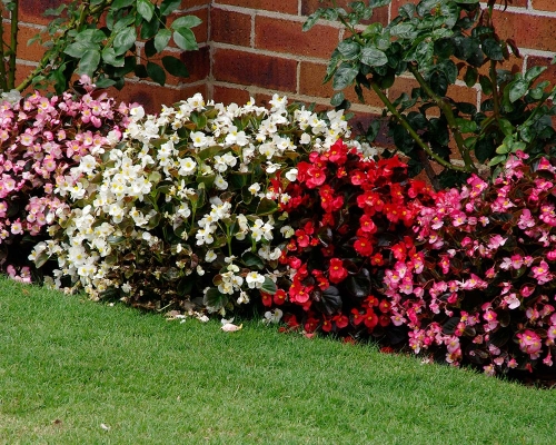 Begonia semperflorens Super Cool RED