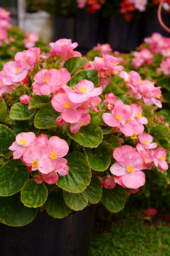 Begonia semperflorens Super Cool PINK