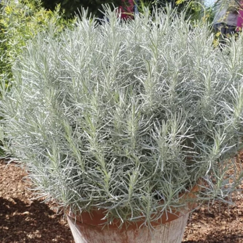 Kocanka helichrysum Curry Plant Silvery White