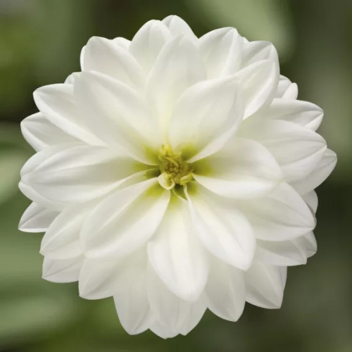 Dalia Hybrida Midalio White BIAŁA