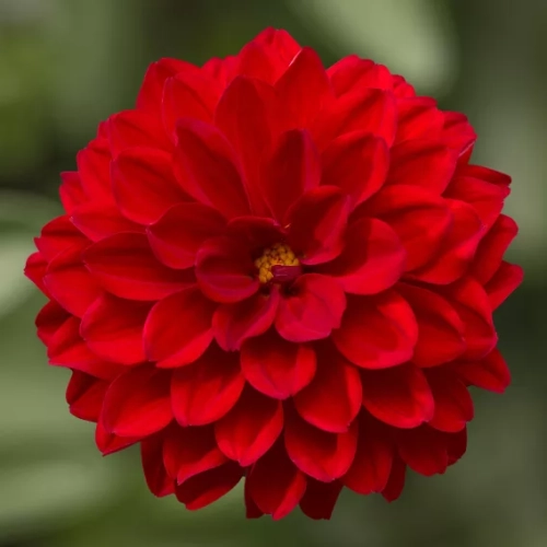 Dalia Hybrida Midalio Scarlet CZERWONA
