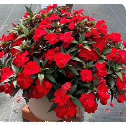 Niecierpek Sunpatiens ColorPower Deep Red