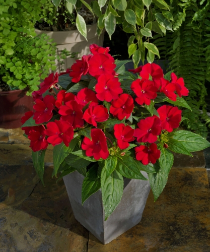Niecierpek Sunpatiens ColorPower Deep Red