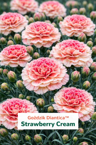 Goździk Dianthus Strawberry Cream