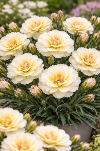Goździk Dianthus Diantica Soft Cream