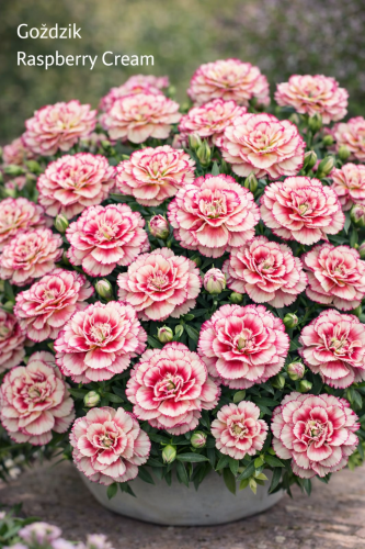 Goździk Dianthus Raspberry Cream
