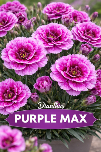Goździk Dianthus Purple Max