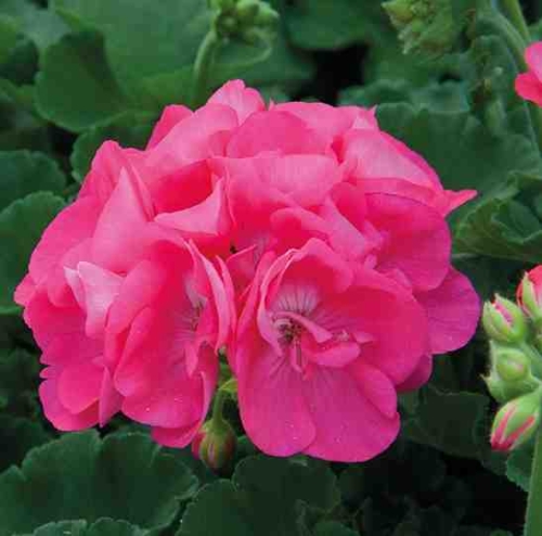 Pelargonia rabatowa Lola P9
