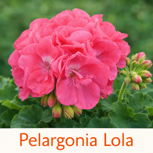 Pelargonia rabatowa Lola P9