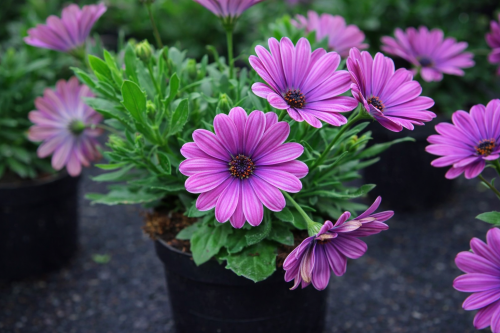 Stokrotka afrykańska FlowerPower Pink + Eye