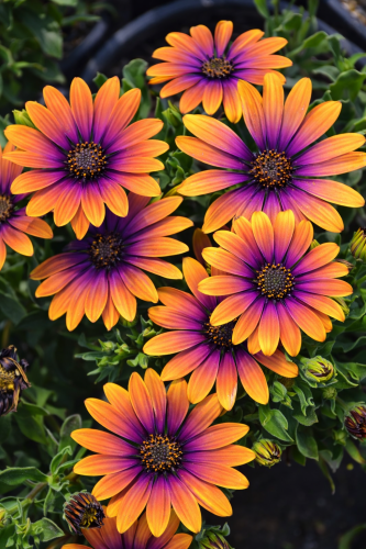 Stokrotka afrykańska FlowerPower Purple Sun