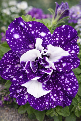 Surfinia Petunia Sunshine Blue Sky P9