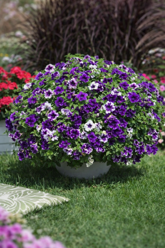 Surfinia Petunia Sunshine Blue Sky P9