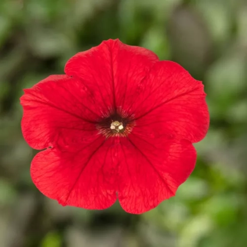 Surfinia Petunia Sanguna Red Imp.