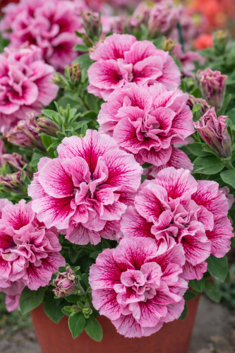 SURFINIA PETUNIA Tumbelina Francesca p9