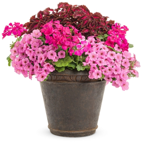 Supertunia Mini Vista Hot Pink P7- zestaw 6 szt.